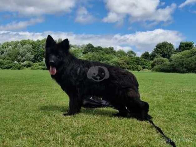 Girl German Shepherd for sale in South Shields, Tyne and Wear - Image 5