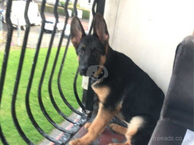 German Shepherds for sale in Glasgow, Glasgow City