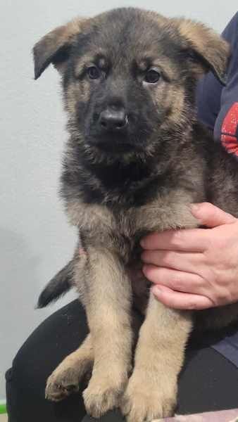 Girls x boys purebred German Shepherd puppies for sale in London, City of London, Greater London - Image 1