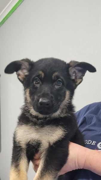 Girls x boys purebred German Shepherd puppies for sale in London, City of London, Greater London - Image 2