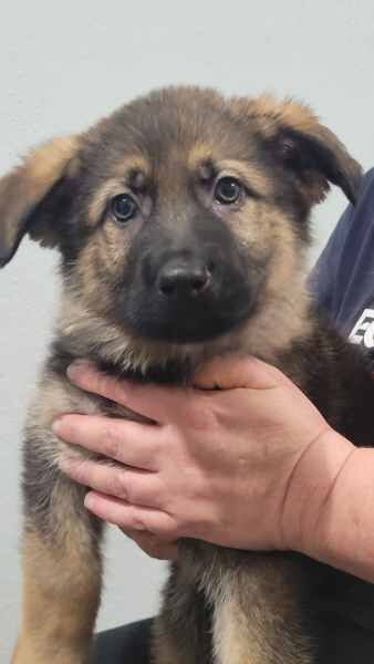 Girls x boys purebred German Shepherd puppies for sale in London, City of London, Greater London - Image 3