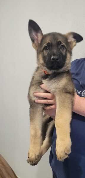 Girls x boys purebred German Shepherd puppies for sale in London, City of London, Greater London - Image 4