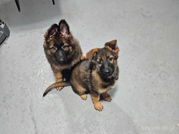 GLENCONNER GERMAN SHEPHERDS for sale in Cumnock, East Ayrshire