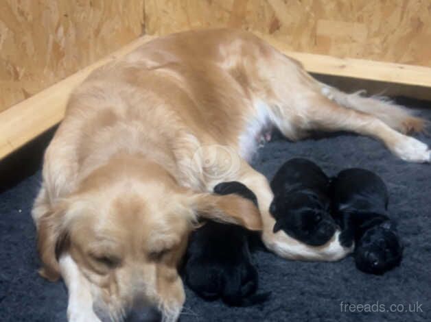 Golden retriever x pure black German shepard for sale in Swadlincote, Derbyshire - Image 1