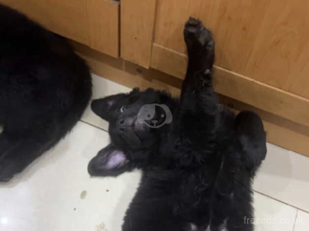 Golden retriever x pure black German shepard for sale in Swadlincote, Derbyshire - Image 2