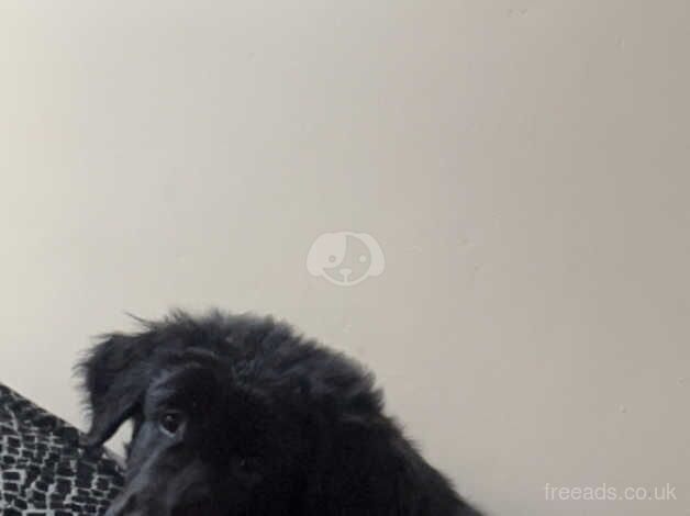 Golden retriever x pure black German shepard for sale in Swadlincote, Derbyshire - Image 3