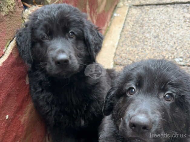 Golden retriever x pure black German shepard for sale in Swadlincote, Derbyshire - Image 4