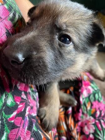 Gorgeous 4 week old German shepherds for sale in Leigh-on-Sea, Essex - Image 1