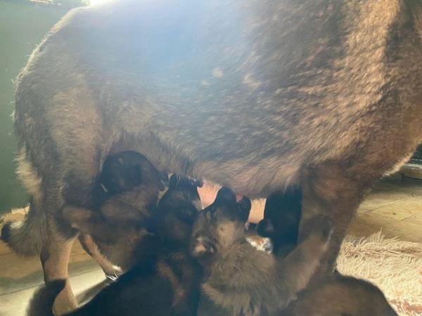 Gorgeous 4 week old German shepherds for sale in Leigh-on-Sea, Essex - Image 2