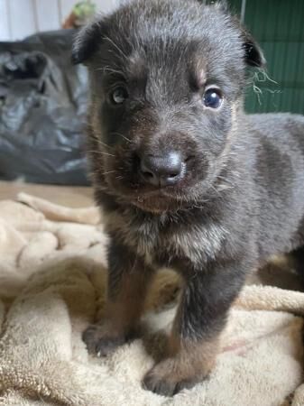 Gorgeous 4 week old German shepherds for sale in Leigh-on-Sea, Essex - Image 3