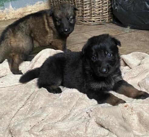 Gorgeous 4 week old German shepherds for sale in Leigh-on-Sea, Essex - Image 4