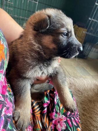 Gorgeous 4 week old German shepherds for sale in Leigh-on-Sea, Essex - Image 5