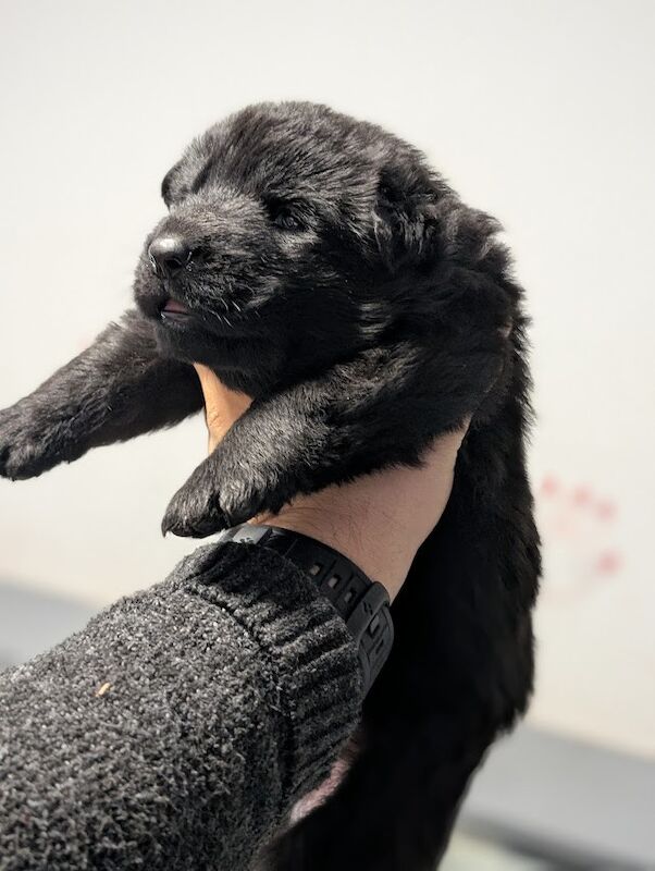 Gorgeous Black German Shepherd Puppies for sale in Walsall, West Midlands