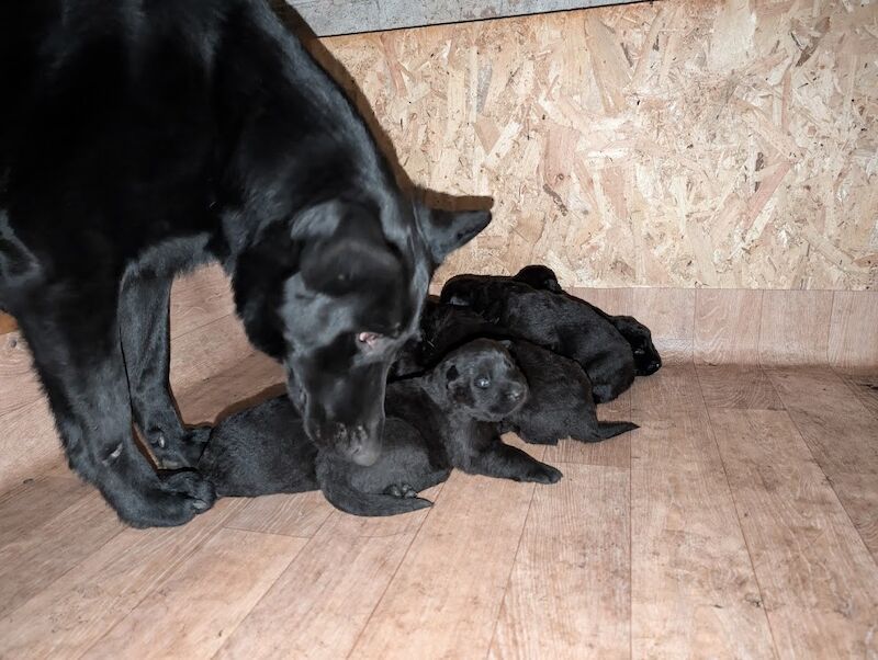 Gorgeous Black German Shepherd Puppies for sale in Walsall, West Midlands - Image 2