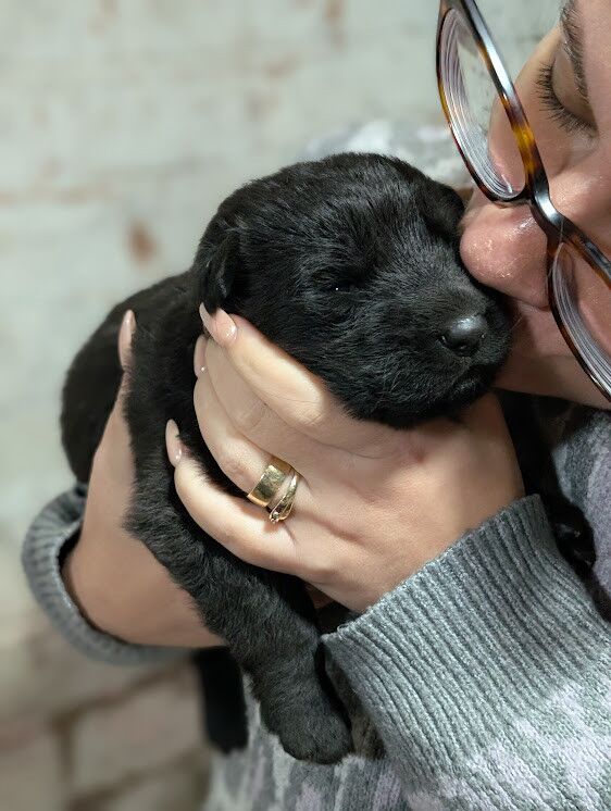 Gorgeous Black German Shepherd Puppies for sale in Walsall, West Midlands - Image 3