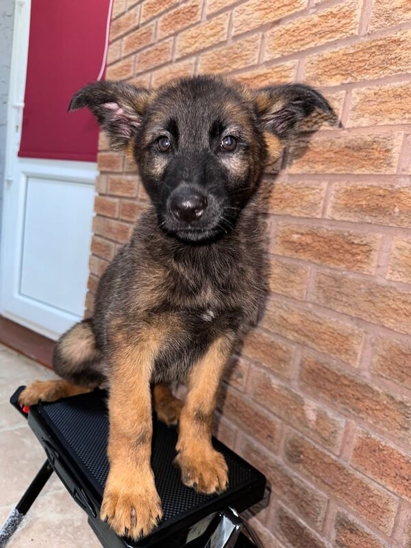 GORGEOUS EAST GERMAN SHEPARD PUPPIES** for sale in Castle Bromwich, West Midlands