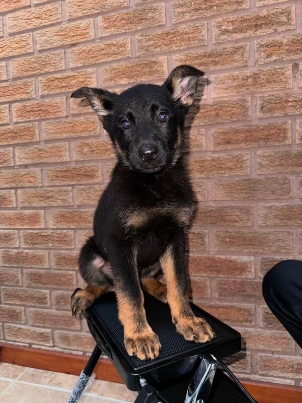 GORGEOUS EAST GERMAN SHEPARD PUPPIES** for sale in Castle Bromwich, West Midlands - Image 2