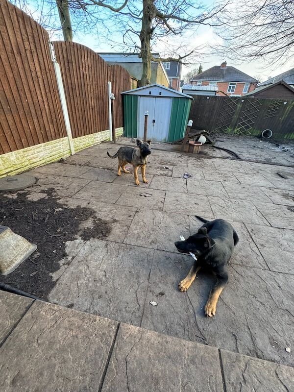 GORGEOUS EAST GERMAN SHEPARD PUPPIES** for sale in Castle Bromwich, West Midlands - Image 3