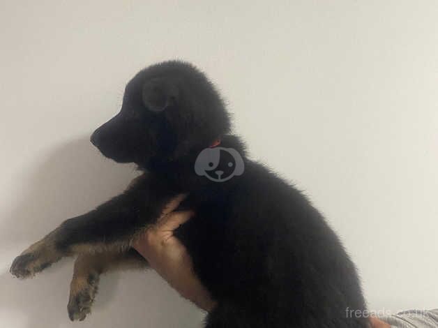 Gorgeous German Shepard Puppies for sale in Bradford, West Yorkshire