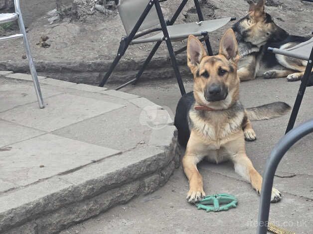 Gorgeous German shepherd 10 month old for sale in Stroud, Gloucestershire