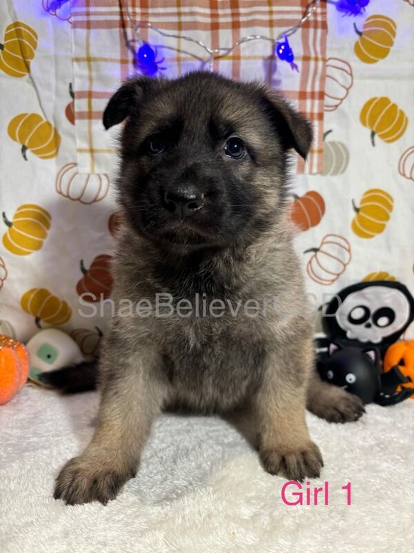 Gorgeous German Shepherd Puppies for sale in Downham Market, Norfolk