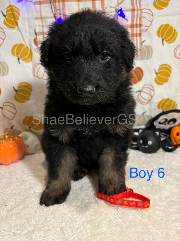 German Shepherd Puppies For Sale