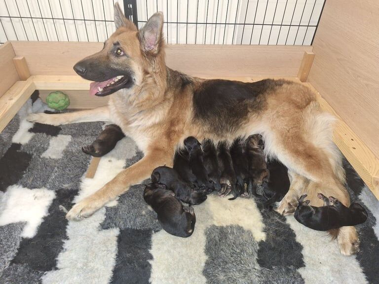 Gorgeous german shepherd puppies for sale in Thetford, Norfolk