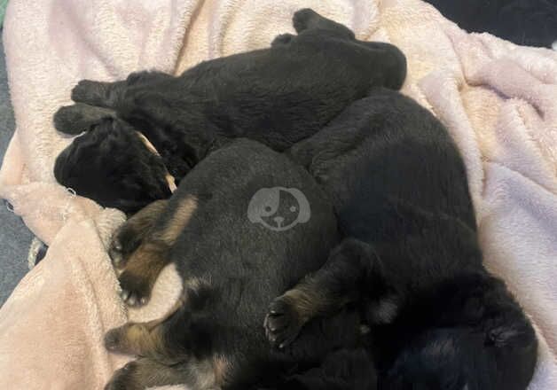 Gorgeous German Shepherd puppies for sale in Southampton, Hampshire - Image 3