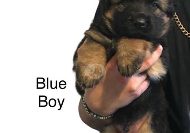 Gorgeous German Shepherd puppies for sale in Southampton, Hampshire - Image 4