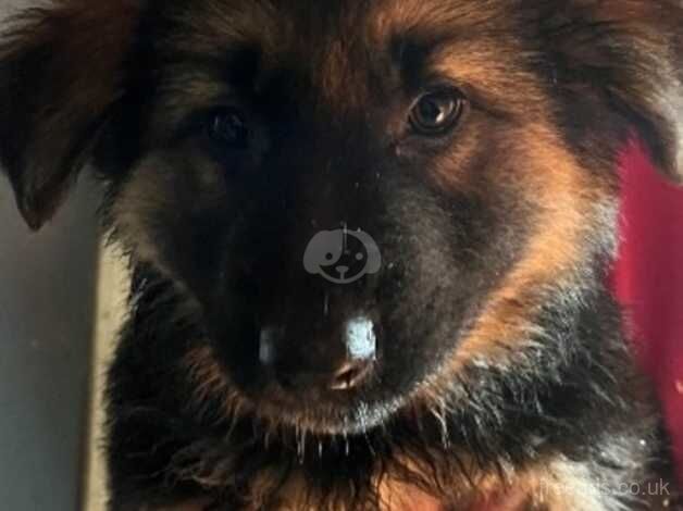 Gorgeous German Shepherd puppies for sale in Wisbech, Cambridgeshire