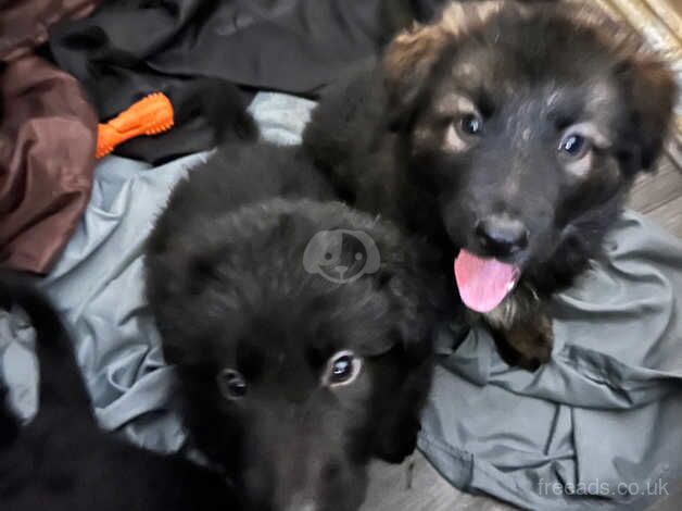 Gorgeous German Shepherd Pups for sale in Littleborough, Greater Manchester - Image 2