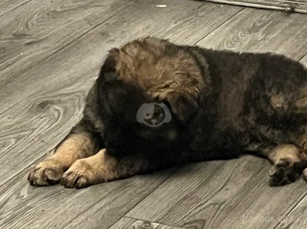 Gorgeous German Shepherd Pups for sale in Littleborough, Greater Manchester - Image 4