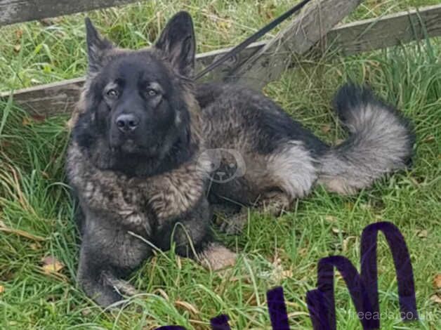 Gorgeous German Shepherd Pups for sale in Littleborough, Greater Manchester - Image 5