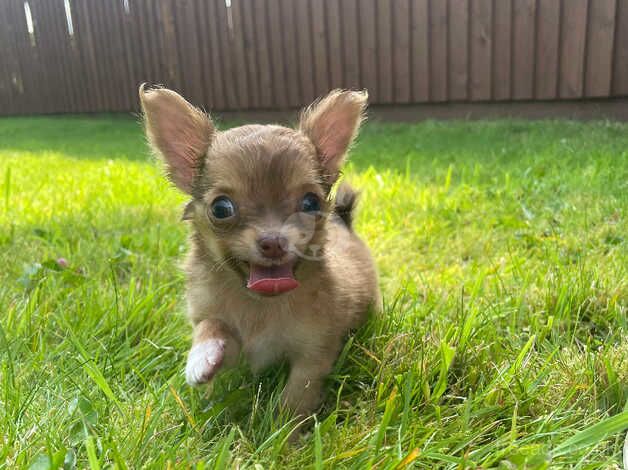 Gorgeous long haired straight back KC GSD Boy for sale in Swansea, Powys - Image 1