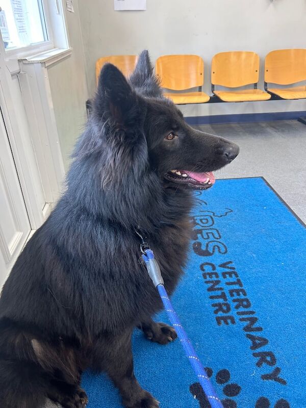 Gorgeous long haired male GERMAN SHEPHERD for sale in Airdrie, Lanarkshire - Image 2