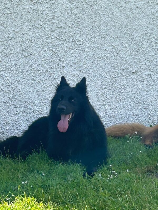 Gorgeous long haired male GERMAN SHEPHERD for sale in Airdrie, Lanarkshire - Image 3