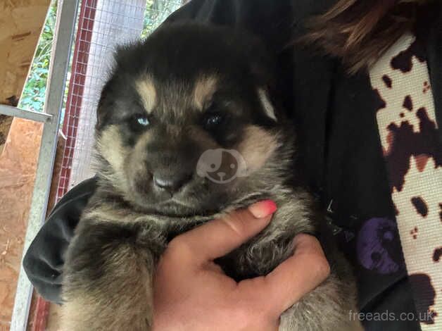 Gorgeous pedigree shepherd pups for sale in Worcester, Worcestershire