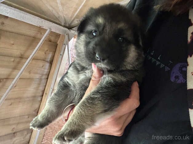 Gorgeous pedigree shepherd pups for sale in Worcester, Worcestershire - Image 2