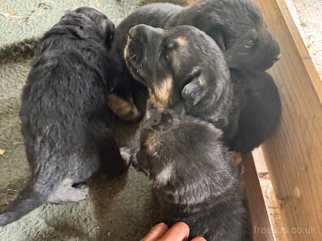 Gorgeous pedigree shepherd pups for sale in Worcester, Worcestershire - Image 3