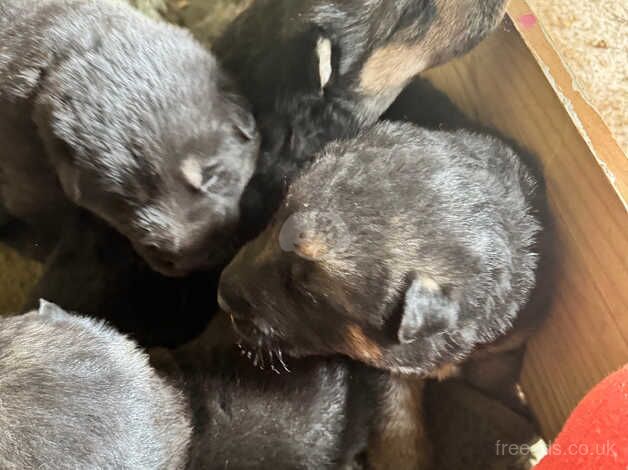 Gorgeous pedigree shepherd pups for sale in Worcester, Worcestershire - Image 4