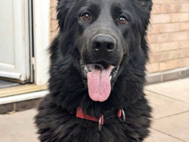 Gorgeous pure black female for sale in Redditch, Worcestershire