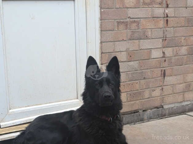 Gorgeous pure black female for sale in Redditch, Worcestershire - Image 2