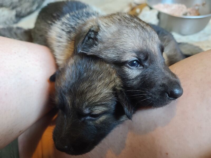 Gorgeous sable and black and tan German shepherds for sale in Clacton-On-Sea, Essex