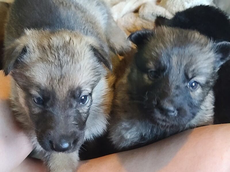 Gorgeous sable and black and tan German shepherds for sale in Clacton-On-Sea, Essex - Image 2