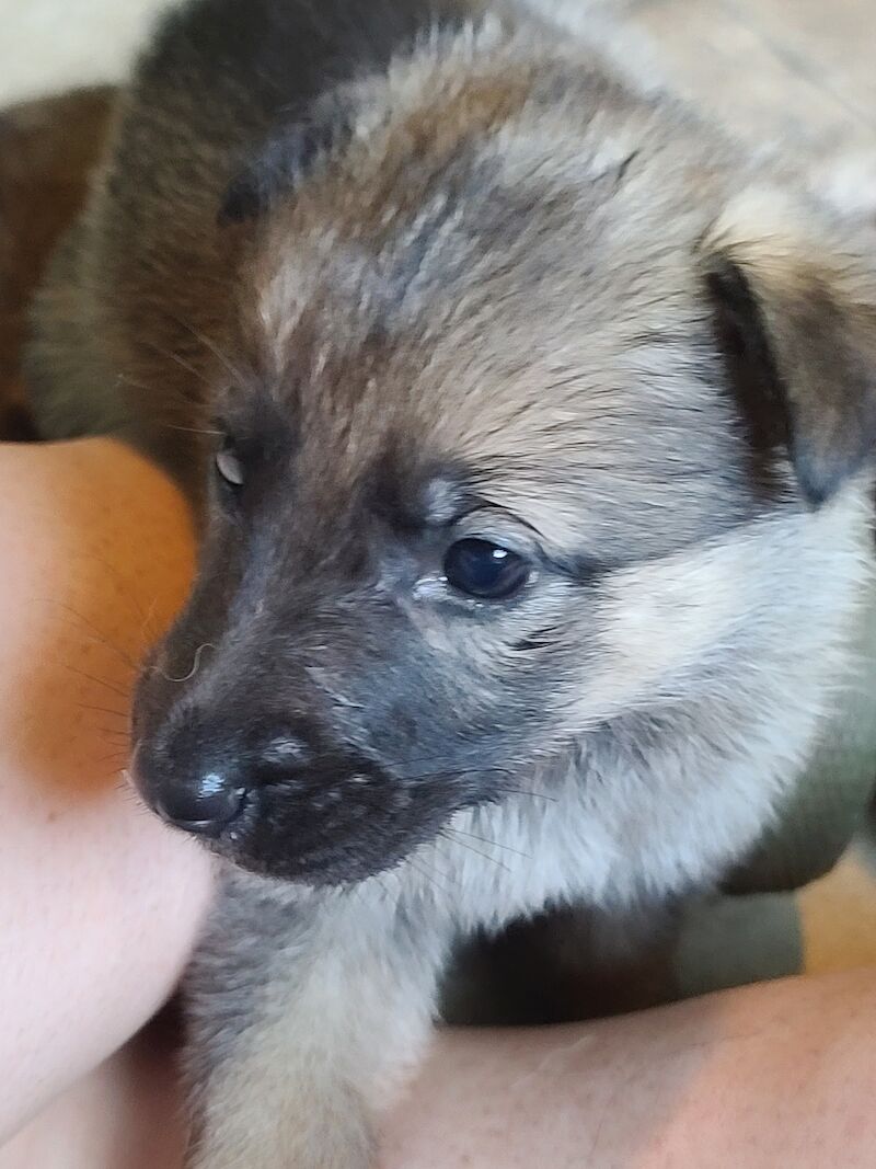 Gorgeous sable and black and tan German shepherds for sale in Clacton-On-Sea, Essex - Image 4