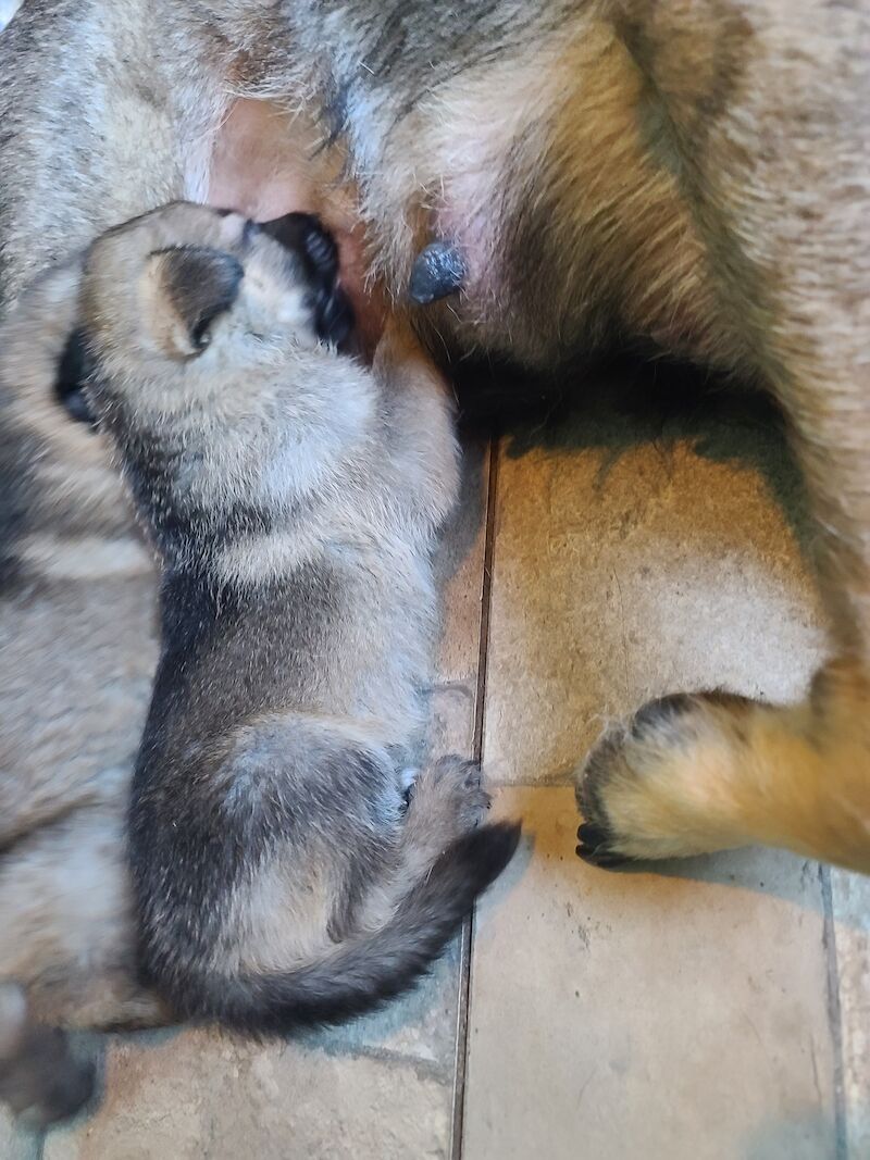 Gorgeous sable and black and tan German shepherds for sale in Clacton-On-Sea, Essex - Image 5