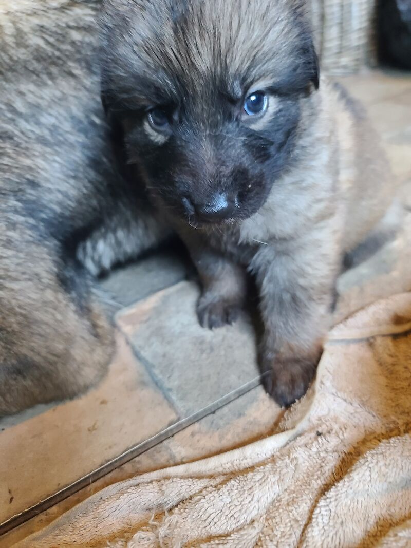 Gorgeous sable and black and tan German shepherds for sale in Clacton-On-Sea, Essex - Image 8