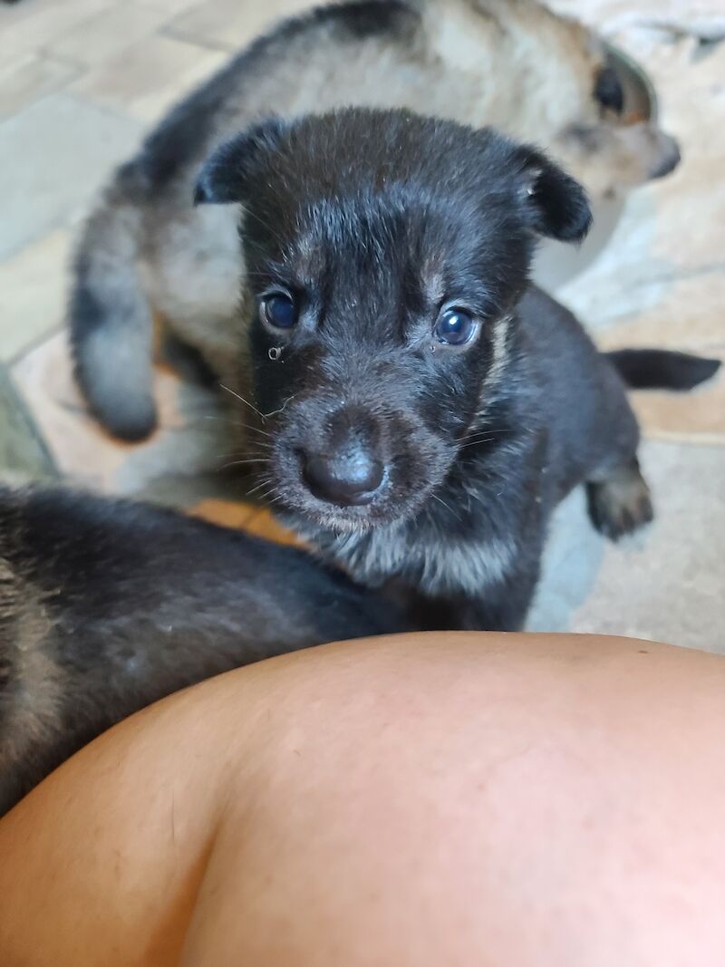 Gorgeous sable and black and tan German shepherds for sale in Clacton-On-Sea, Essex - Image 12