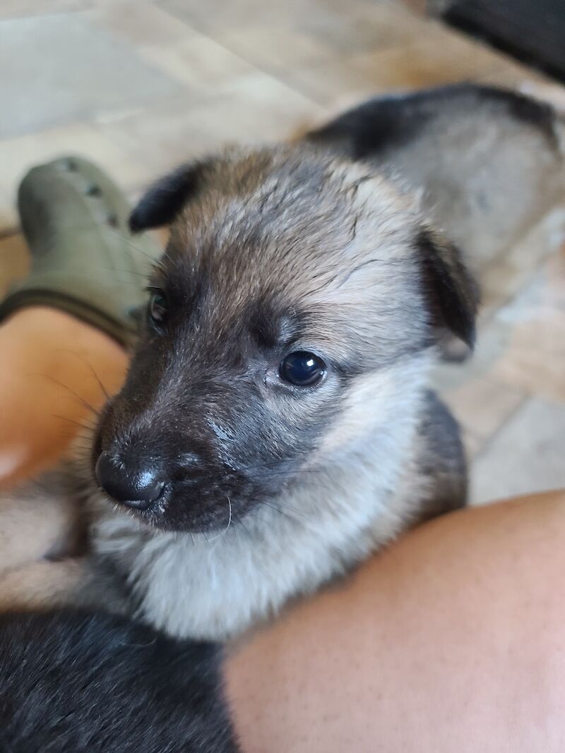 Gorgeous sable and black and tan German shepherds for sale in Clacton-On-Sea, Essex - Image 13