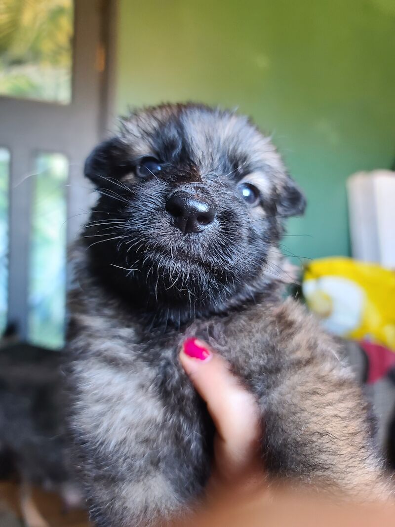 Gorgeous sable and black and tan German shepherds for sale in Clacton-On-Sea, Essex - Image 14